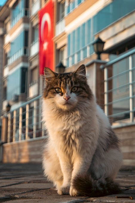 A fluffy calico cat sits on a paved surface in front of a building with a Turkish flag and metal railings, bathed in warm sunlight.