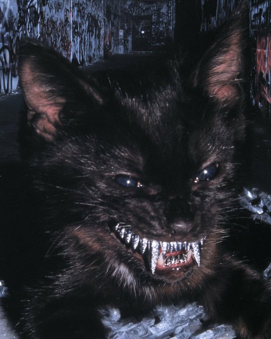 A close-up photograph captures a black kitten baring sharp fangs in an aggressive snarl, with its blue eyes visible against a dark, mysterious background.