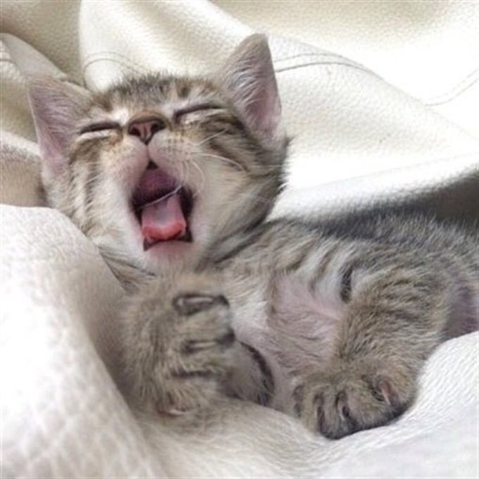 A close-up photo of an adorable tabby kitten yawning widely while lying on its back on white fabric.
