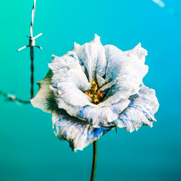 A stylized photograph of a white petunia flower with blue-tinted edges against a vivid turquoise background.