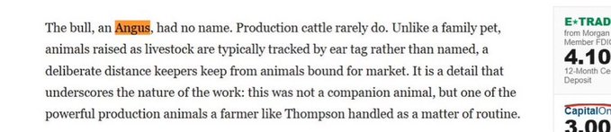 A newspaper excerpt discusses an unnamed Angus bull raised as production livestock, explaining how such animals are typically tracked by ear tag rather than given names like family pets.