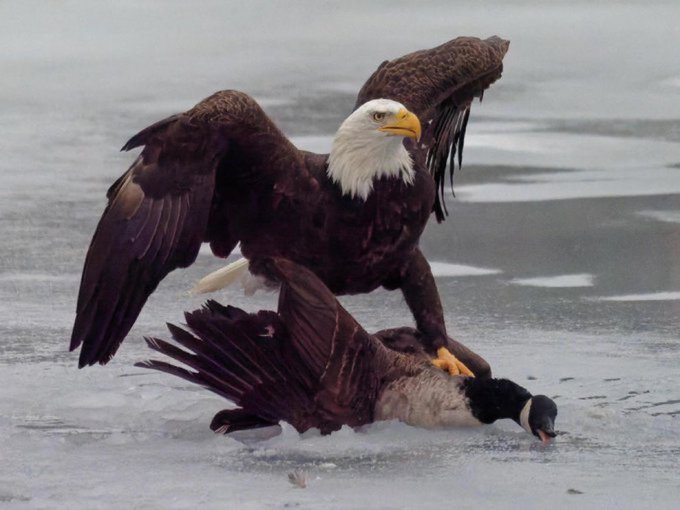 A bald eagle stands victoriously over a Canada goose on ice, wings spread wide as if preparing for flight—a powerful visual metaphor echoing the post's message about spreading your wings, working hard, and learning to fly, tying this natural scene of predatory triumph to the BIRD/XRP community's motivational spirit of perseverance.