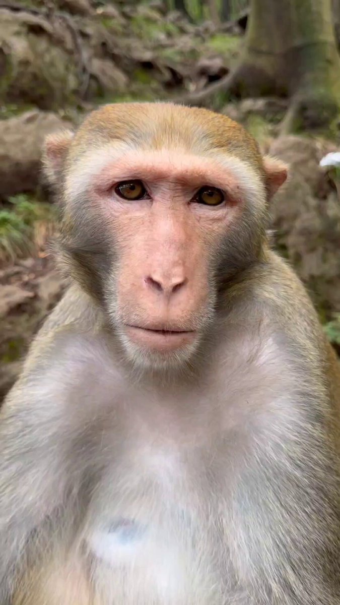 The image features a close-up of a monkey's face, with its eyes looking directly at the camera. The monkey appears to be wearing a ring or has something on its hand, as indicated by the words "Ring" and "Hand." The background is not clearly visible in this specific view but suggests that it could be some form of jungle landscape where the monkey is located.