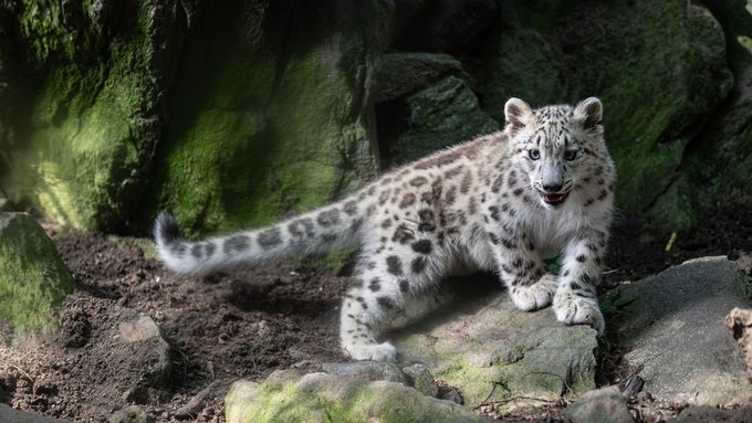 A snow leopard with white and gray spotted fur standing on a rocky surface against a backdrop of moss-covered green rocks.