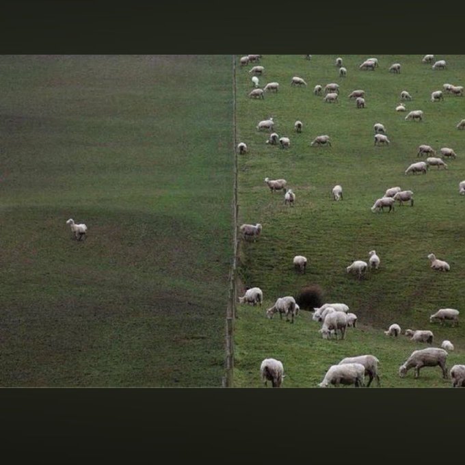 An aerial view of a green field divided by a fence, with a single sheep on the left side and a large flock grazing on the right side.