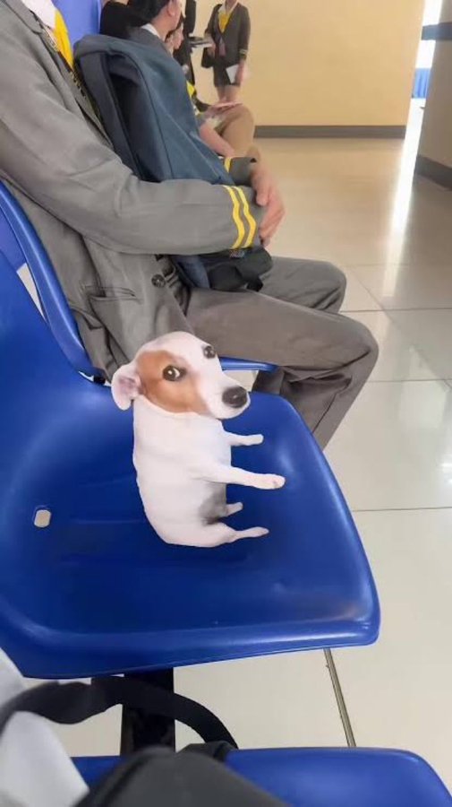 A small white and brown dog wearing a diaper sitting upright on a blue waiting room chair next to a person in a grey jacket.