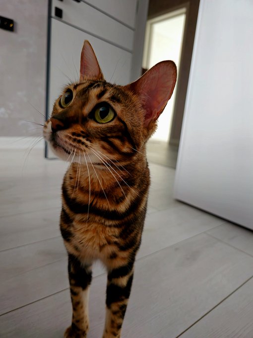 A photograph of a Bengal cat with striking green eyes and a brown/black striped coat standing on a white tiled floor, looking upward.