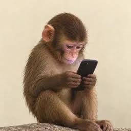 A small monkey sits and intently looks at a black smartphone held in its hands against a plain background.