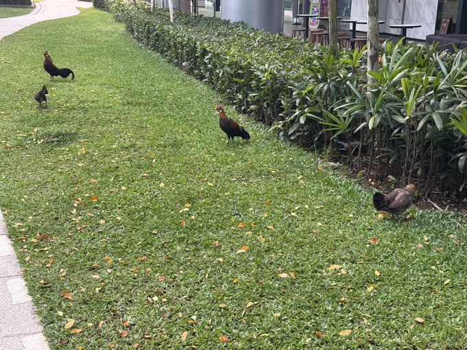 Several chickens and a small chick foraging on a lawn beside a row of green shrubs.