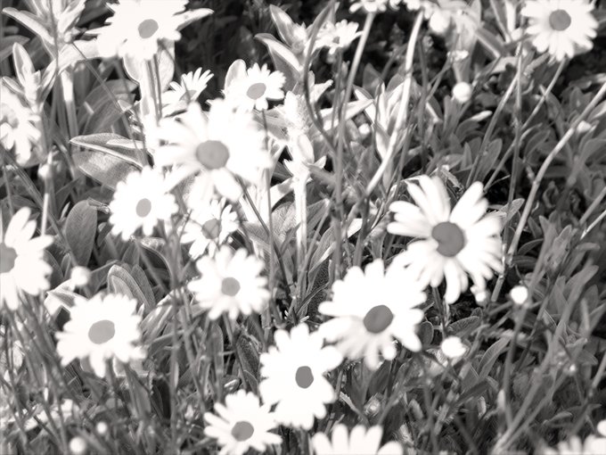 A black and white close-up photograph of daisy flowers in a field.