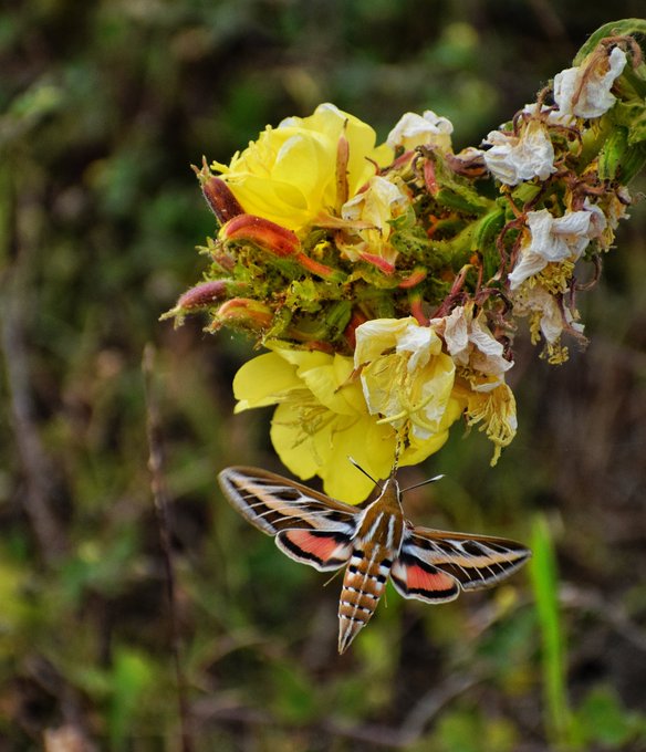 A striking white-lined sphinx moth with red and black markings on its hindwings hovers near a yellow flower and white blooms.