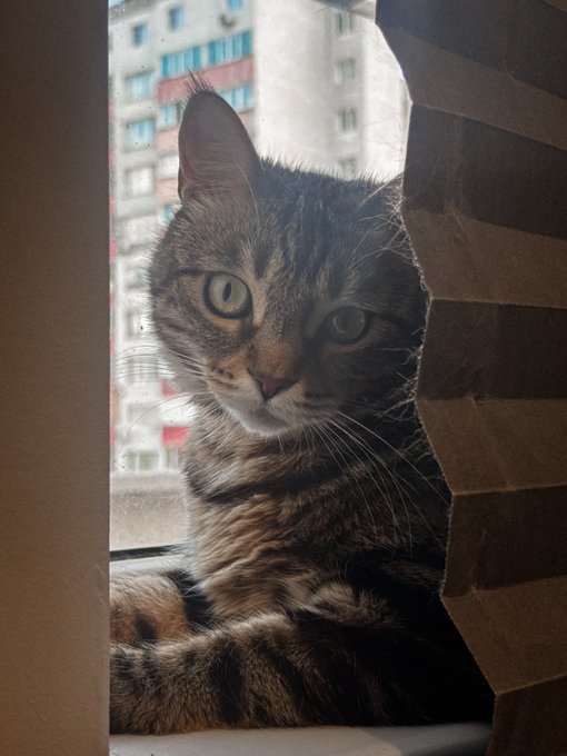 A tabby cat with green eyes looks out from inside a cardboard box or window, with apartment buildings visible in the background.