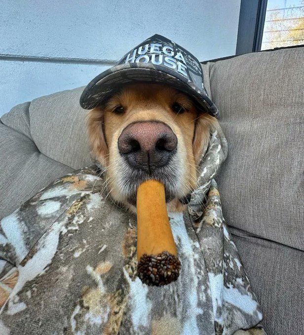 A golden retriever wearing a camouflage cap that reads 'HUEGA HOUSE' and a camouflage blanket, sitting on a couch while holding a cigar in its mouth.