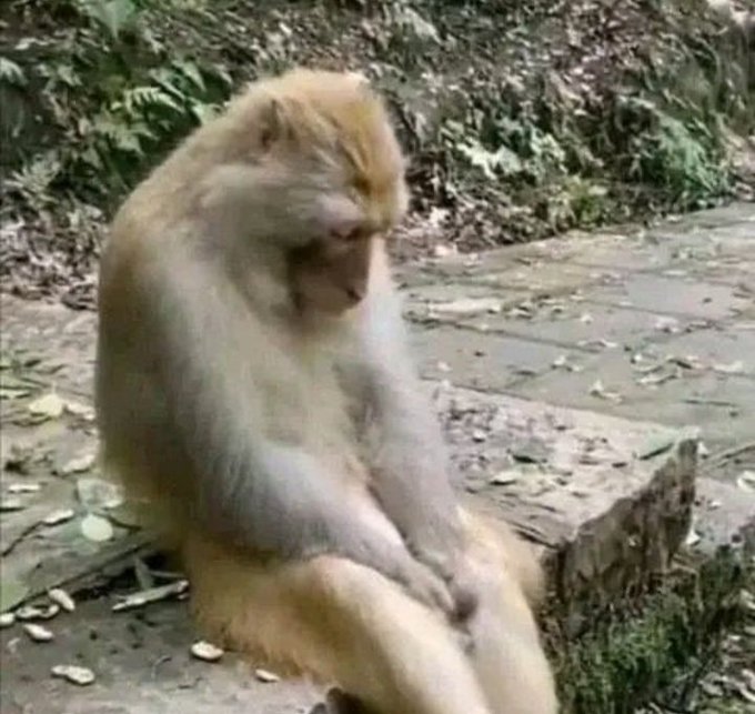 A forlorn monkey sits hunched on the ground, head bowed in apparent sadness or contemplation. The melancholic posture mirrors the tone of the post, which describes an investor who has heavily invested ("aped in with size") in an obscure Fantom ecosystem token—a risky move that may leave them feeling dejected if the gamble doesn't pay off.