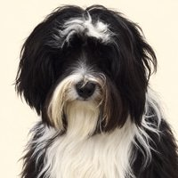 A close-up portrait of a fluffy black and white dog, possibly a Tibetan Terrier or similar breed, with long hair covering its eyes.