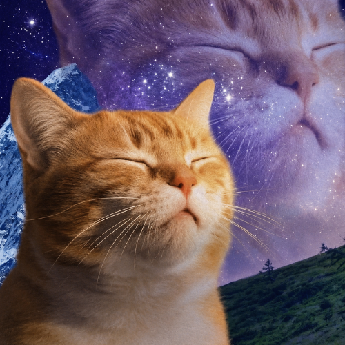 The image features a large orange tabby cat with white whiskers, sitting next to a mountain range under a starry night sky. The cat appears to be sleeping or resting peacefully, with its eyes closed. In the background of the photo, there is a post that reads "Imagine when big crypto accounts start posting the cat $RELAX". This message seems to be related to the image and could possibly be a humorous or whimsical way of expressing the idea of cats being associated with cryptocurrency or digital assets.

The combination of the cat's peaceful demeanor, the starry night sky, and the post creates an interesting juxtaposition between the natural world represented by the cat and the man-made concept of cryptocurrency.