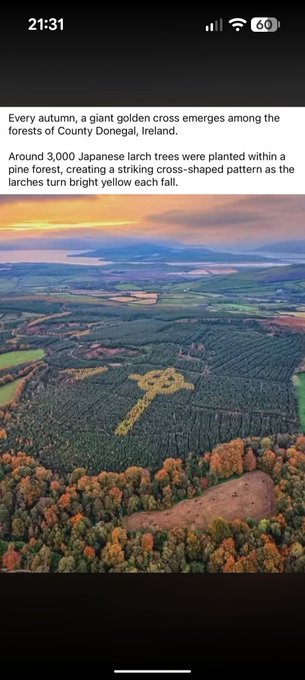 A screenshot describing a giant golden cross made of around 3,000 Japanese larch trees in a Donegal, Ireland pine forest, accompanied by an aerial photo showing the cross-shaped pattern of trees against autumn foliage.