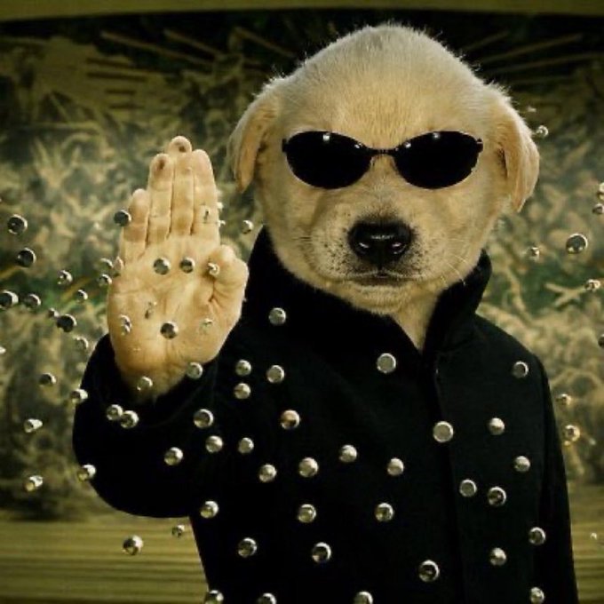 A yellow puppy wearing sunglasses and a black jacket holds up a paw, deflecting floating silver balls in a Matrix-style pose, evoking an early "$WIF vibes" meme aesthetic that ties into the post's hype for the $Jotchua memecoin as the next breakout.