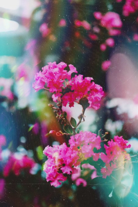 A vintage-style photograph of vibrant pink flowers, possibly crepe myrtle blossoms, with light leaks and a soft, dreamy bokeh effect in the background.