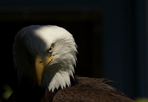 Close-up portrait of a bald eagle with white head feathers and a yellow beak, shown in profile against a dark background.