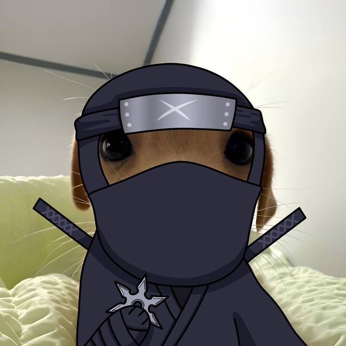 An adorable orange cat photo edited to look like a ninja, wearing a dark blue ninja outfit with a headband featuring an X symbol and crossed swords.