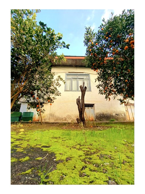 A rural house surrounded by orange and persimmon trees with a grassy yard in the foreground.