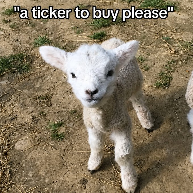 A meme featuring a small white lamb standing on dirt with the caption "a ticker to buy please," referencing a request for a stock or crypto ticker symbol.