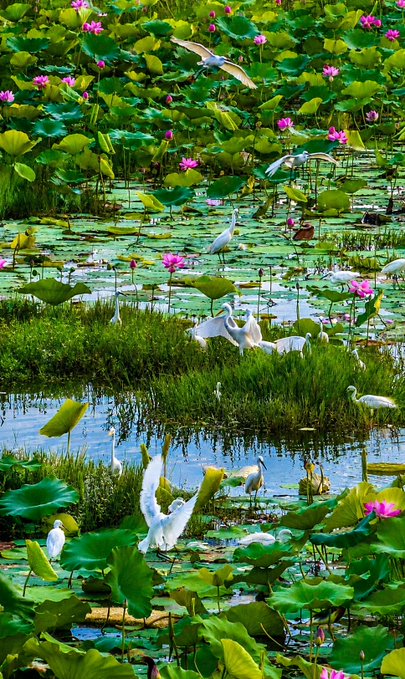 A vibrant lotus pond filled with pink lotus flowers, large green lily pads, and several white egrets in flight and standing among the vegetation.