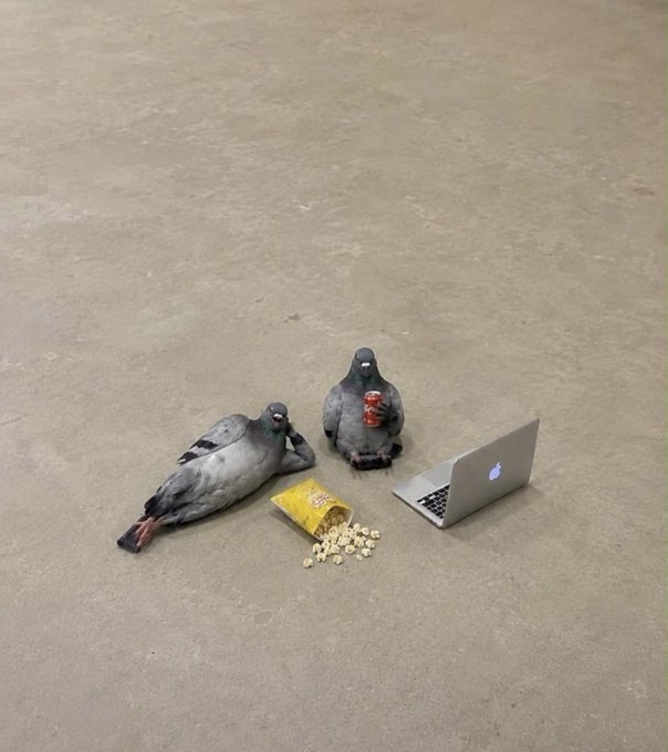 Two pigeons gather around spilled popcorn and a soda bottle while one faces a laptop screen, humorously appearing to be "checking the markets" ahead of the "GM Guys" good morning greeting.