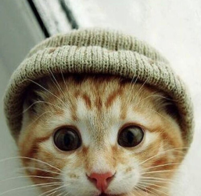 The image features an orange cat wearing a hat, possibly a knit cap or a beanie, with its eyes wide open as if looking directly at the camera. The cat appears to be the main subject of the photo, while other elements like a window can also be seen in the background. The caption above the image reads "Ape'd $CWIF The oldest catwifhat on Pump Fun created 3/2/2024 and probably the oldest animal wearing a hat on the internet.. B2jVg7mdwzUGDeS63ZMHs6wHKchpTwBwZmuBJUZQEF3q".