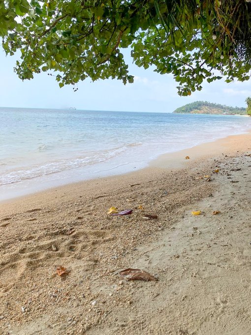 A serene tropical beach scene shows gentle waves lapping against a sandy shore with scattered leaves, framed by green tree branches overhead and a distant landmass on the horizon.