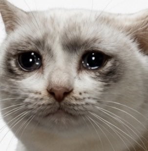 A close-up photo of a light-colored Scottish Fold kitten with big, watery eyes and a frowning expression that looks like it's about to cry. The caption "buy… cashcat" pairs humorously with the cat's sad, teary-eyed stare, creating a meme about holding a losing crypto/token investment with sad confidence.