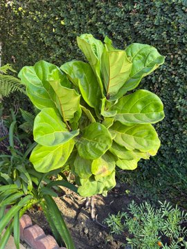 A vibrant green leafy plant grows in a garden bed against a hedge, its bright yellow-green foliage thriving in sunlight—a metaphor for the "evergreen" and steadily growing OG ReCoop project, whose 72 holders and rising market cap reflect organic, plant-like growth toward takeoff.