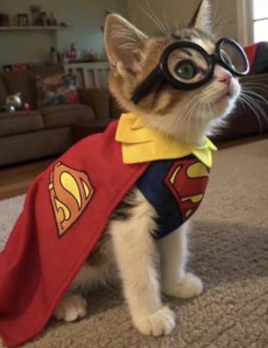 A calico kitten dressed as Superman with a red cape and oversized goggles sits on a carpet, looking up heroically. The "cat(e) coin supercycle" caption is a playful pun referencing the cat's superhero outfit, suggesting a "super" bull run for the CAT meme coin.