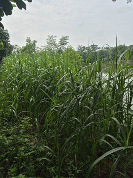 Tall green grasses and reeds grow densely along the edge of a body of water under a hazy sky.