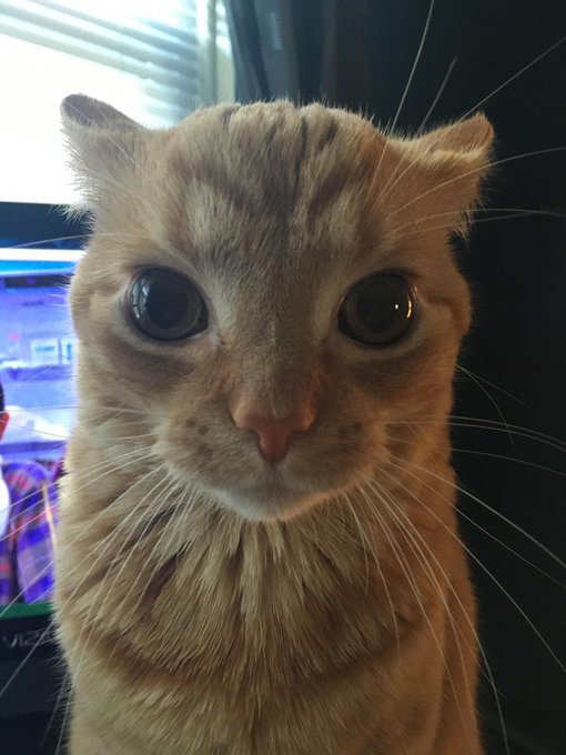 A close-up portrait of a wide-eyed golden tabby cat staring directly into the camera, with a monitor displaying the word "AHEAD" partially visible in the background. The cat's intense, curious gaze paired with the "Read now" caption creates a humorous "calling you out" vibe, as if the feline is personally urging you to click the article.
