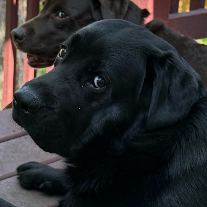 Two black Labrador-type dogs sit calmly on a wooden porch, with one in the foreground gazing upward with a soulful, teary-eyed expression while the other looks off to the side. The image pairs perfectly with the post's "hold through the dips" message, as the dogs' relaxed, unbothered demeanor and the single glistening tear capture the stoic resilience of long-term crypto holders weathering market volatility.
