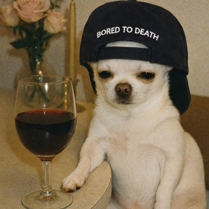A small white dog wears a black cap reading "BORED TO DEATH" while sitting at a table next to a glass of red wine, perfectly capturing that *unbothered, done-with-it-all* energy that defines any Mutant Monday mood.