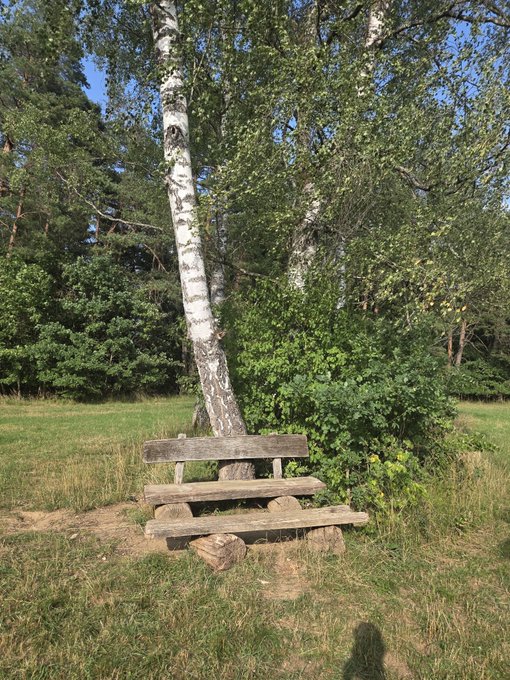 A weathered wooden bench sits beneath a tall birch tree in a grassy clearing, surrounded by lush green forest. The serene, natural setting complements the casual "GM fam" (good morning family) greeting, evoking a peaceful morning in the woods.
