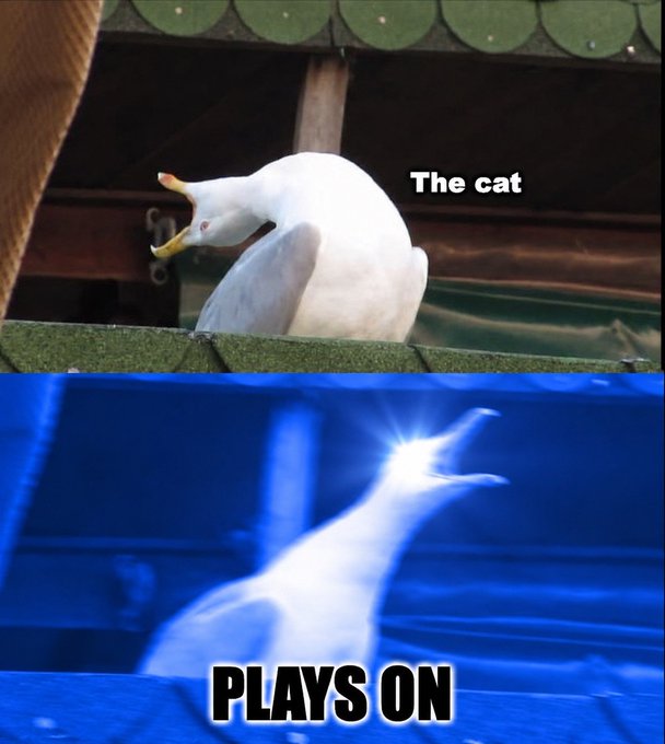 A two-panel meme showing a white duck preening itself, labeled 'The cat', followed by a blue-tinted image of the duck illuminated by a bright light, with the caption 'PLAYS ON'.