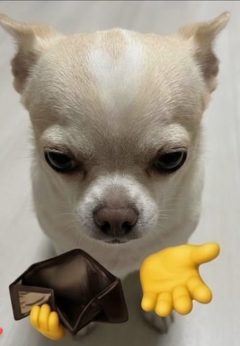 A close-up of a small cream-colored Chihuahua with a sad, droopy expression, overlaid with cartoon hand emojis holding out an empty wallet and a reaching hand, visually representing the post's message "CT right now" (likely referring to Crypto Twitter) being financially drained or desperate for funds.