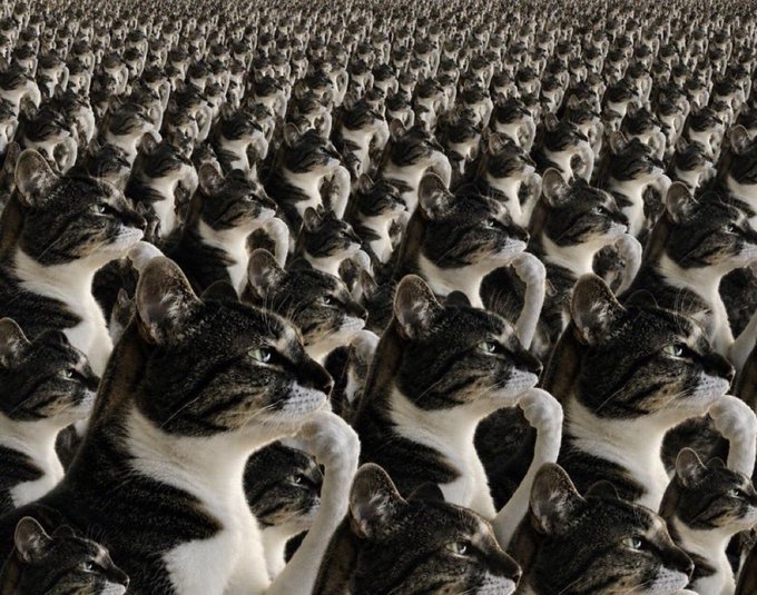 A vast, repeating array of identical tabby-and-white cats stretches to the horizon, visually echoing the post's idea of a massive "correction" wave — with $HMM referenced as the target of an overwhelming, herd-like surge in either direction.