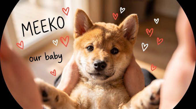 An adorable dingo puppy labeled "MEEKO - our baby" is cradled in someone's hands, surrounded by drawn hearts. The image relates to "like big bro, like little bro" by humorously positioning the tiny puppy as the younger sibling learning from an older dog in the household.