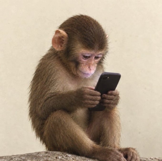 A small monkey sitting and intently looking at a smartphone, appearing focused on the screen.