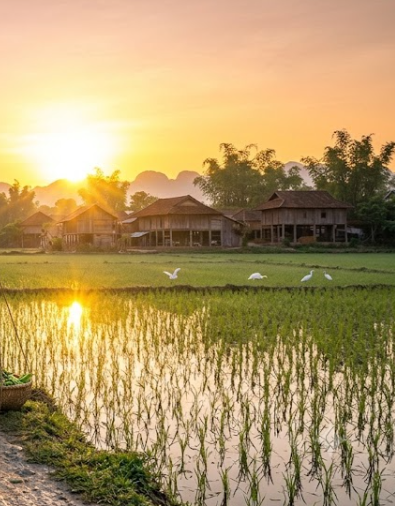 A tranquil sunset scene shows traditional houses behind flooded rice paddies, with white birds flying over the water and the golden sun setting behind distant mountains.