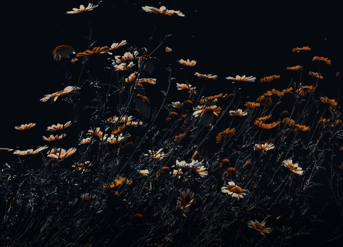 A dark, moody photograph of daisies and other wildflowers illuminated against a black background, creating a dramatic contrast between the pale petals and deep shadows.