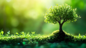 A small bonsai-style tree grows from a moss-covered mound in a sunlit green forest setting with a dreamy bokeh background.
