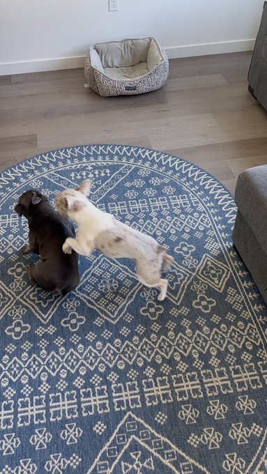 Two small dogs, one dark brown and one light tan, playfully standing on their hind legs on a blue and white patterned round rug in a living room with a pet bed visible.