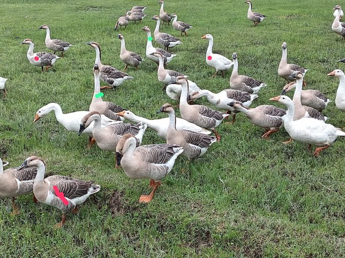 A flock of geese (including both white and grey/brown varieties, some with colored leg bands) grazing on a green grassy field.