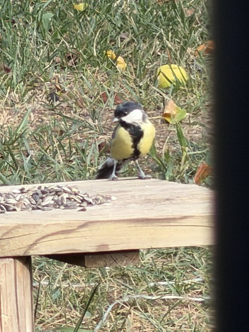 A small yellow and black bird, resembling a great tit, stands on a wooden bird feeder filled with seeds on a grassy lawn.